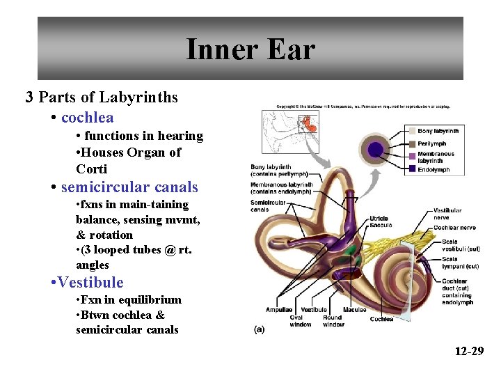 Inner Ear 3 Parts of Labyrinths • cochlea • functions in hearing • Houses