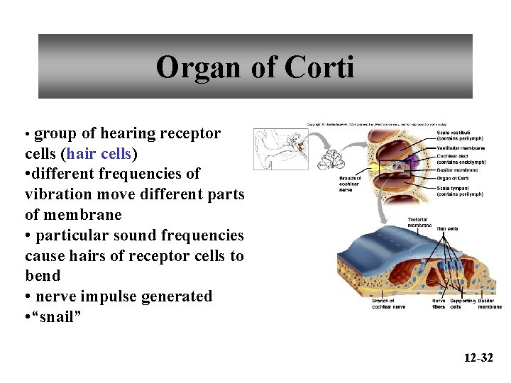 Organ of Corti • group of hearing receptor cells (hair cells) • different frequencies