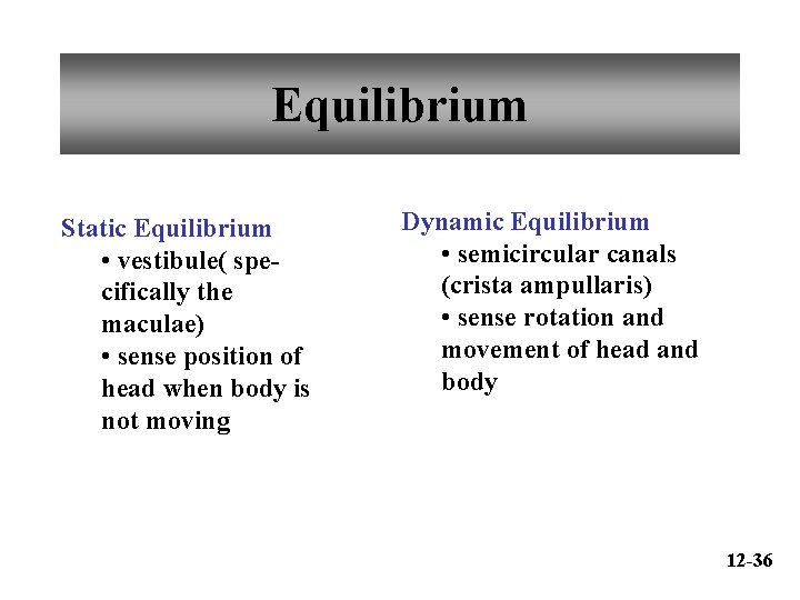 Equilibrium Static Equilibrium • vestibule( specifically the maculae) • sense position of head when