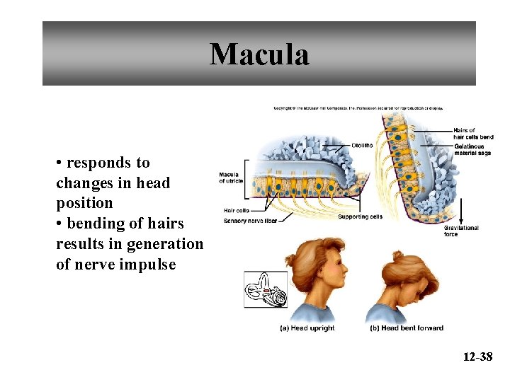 Macula • responds to changes in head position • bending of hairs results in