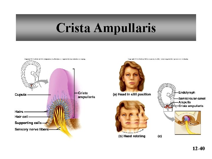 Crista Ampullaris 12 -40 