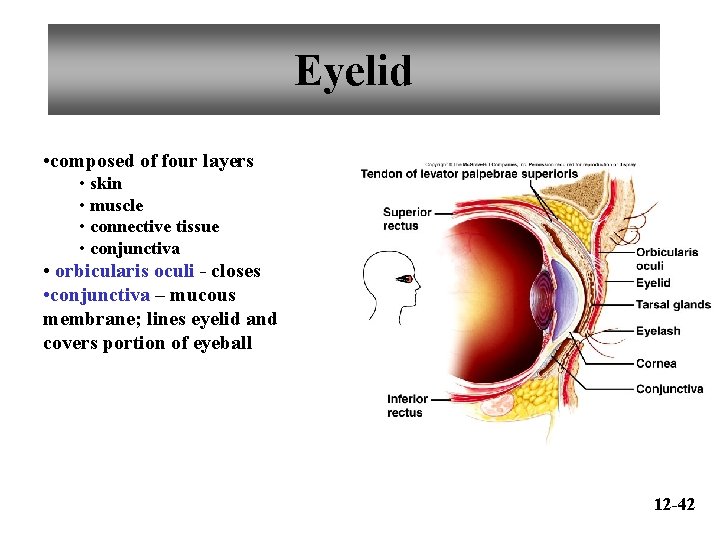 Eyelid • composed of four layers • skin • muscle • connective tissue •