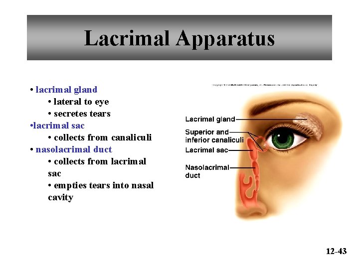 Lacrimal Apparatus • lacrimal gland • lateral to eye • secretes tears • lacrimal