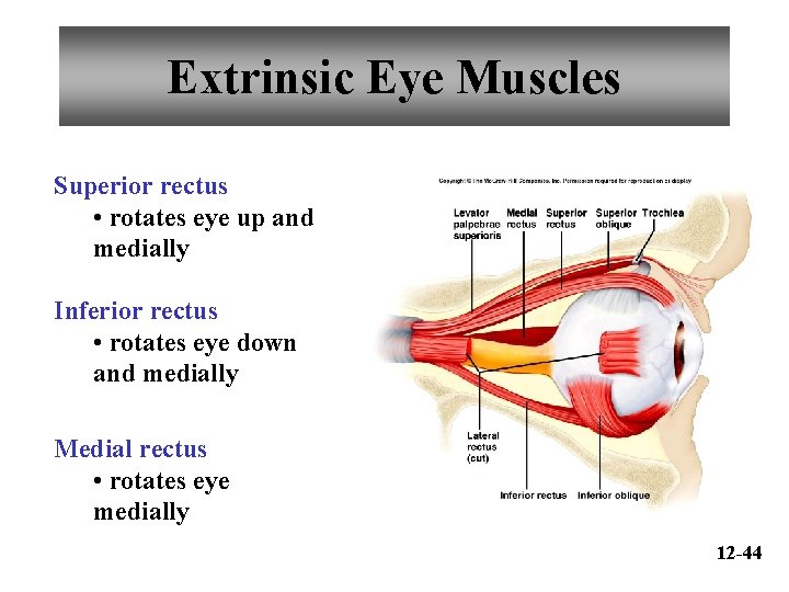 Extrinsic Eye Muscles Superior rectus • rotates eye up and medially Inferior rectus •