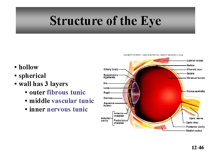Structure of the Eye • hollow • spherical • wall has 3 layers •