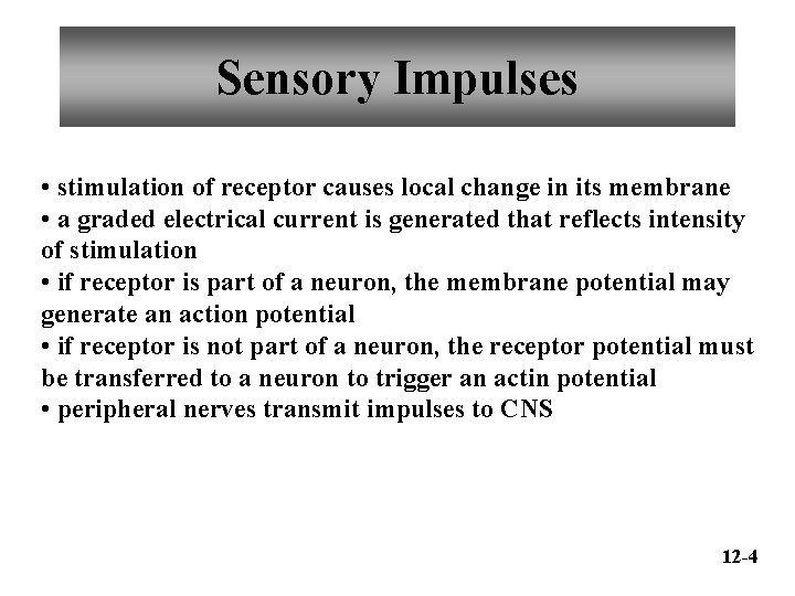 Sensory Impulses • stimulation of receptor causes local change in its membrane • a