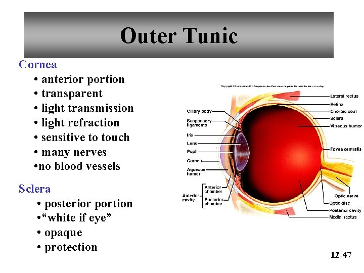 Outer Tunic Cornea • anterior portion • transparent • light transmission • light refraction