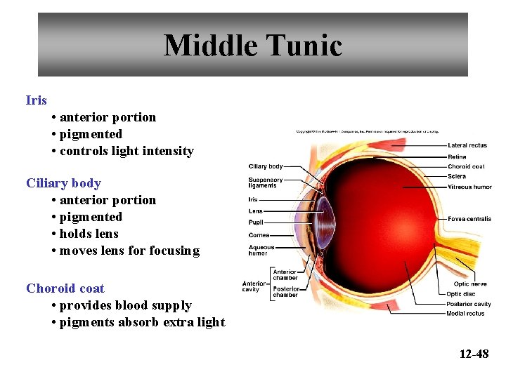 Middle Tunic Iris • anterior portion • pigmented • controls light intensity Ciliary body