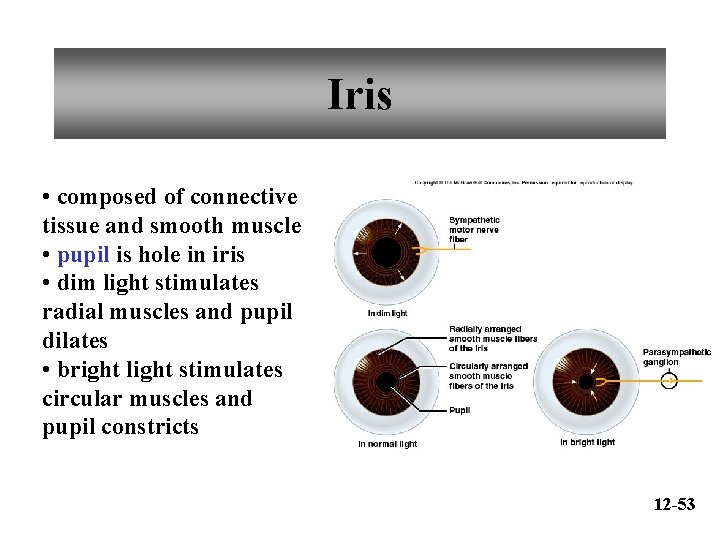 Iris • composed of connective tissue and smooth muscle • pupil is hole in