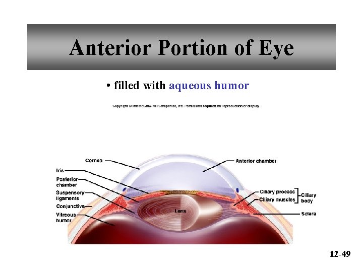 Anterior Portion of Eye • filled with aqueous humor 12 -49 