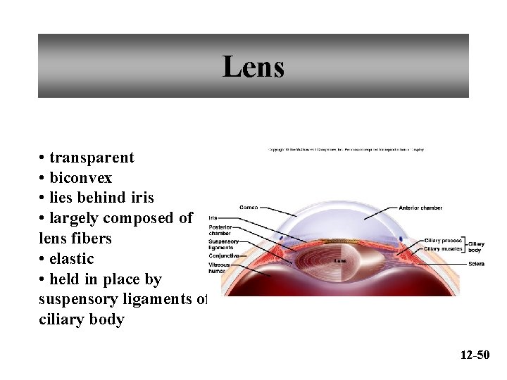 Lens • transparent • biconvex • lies behind iris • largely composed of lens