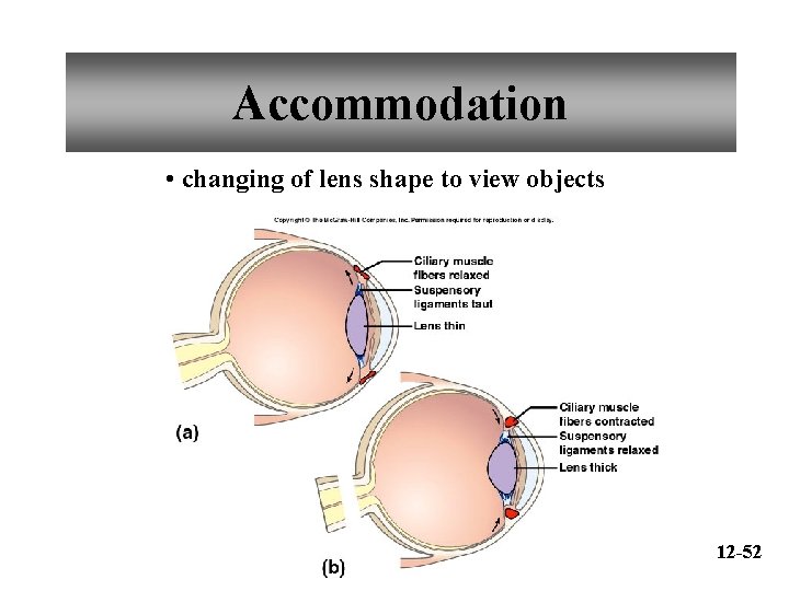 Accommodation • changing of lens shape to view objects 12 -52 