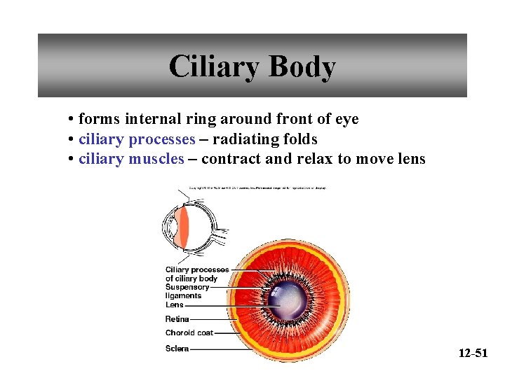 Ciliary Body • forms internal ring around front of eye • ciliary processes –