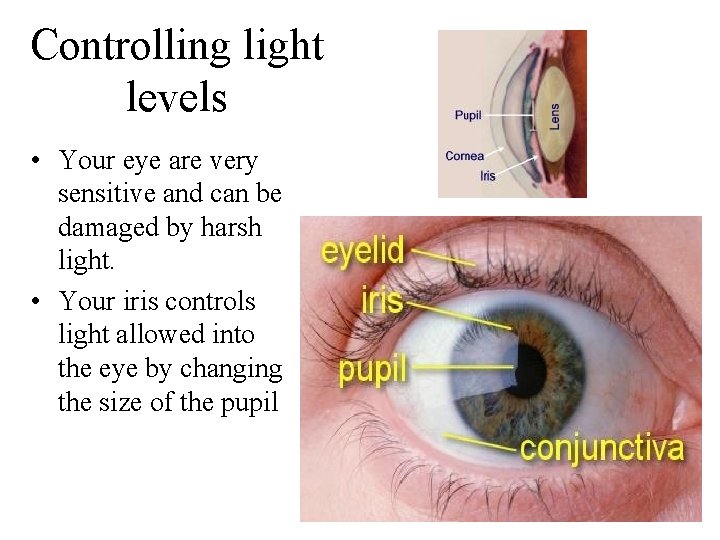 Controlling light levels • Your eye are very sensitive and can be damaged by