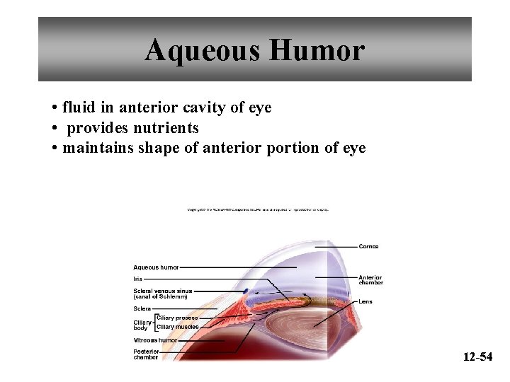 Aqueous Humor • fluid in anterior cavity of eye • provides nutrients • maintains