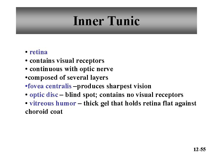 Inner Tunic • retina • contains visual receptors • continuous with optic nerve •