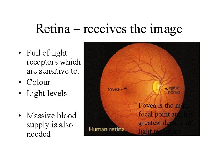 Retina – receives the image • Full of light receptors which are sensitive to: