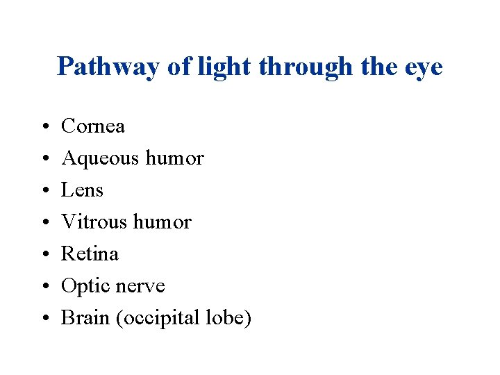 Pathway of light through the eye • • Cornea Aqueous humor Lens Vitrous humor