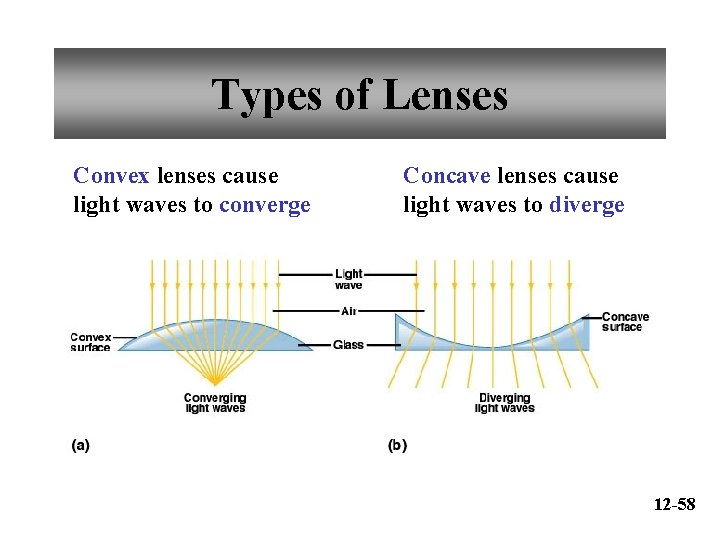 Types of Lenses Convex lenses cause light waves to converge Concave lenses cause light