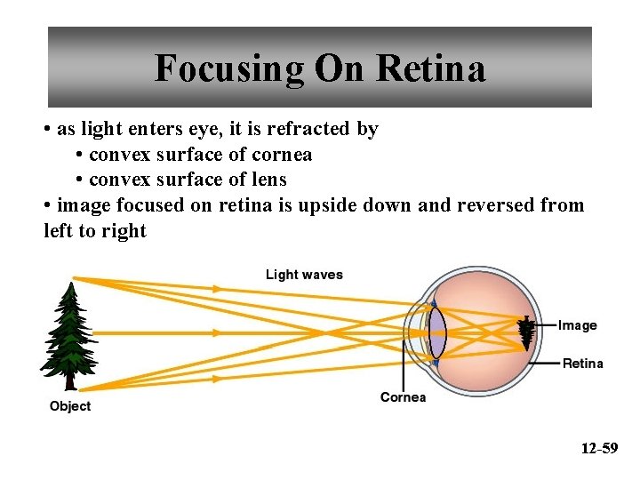 Focusing On Retina • as light enters eye, it is refracted by • convex