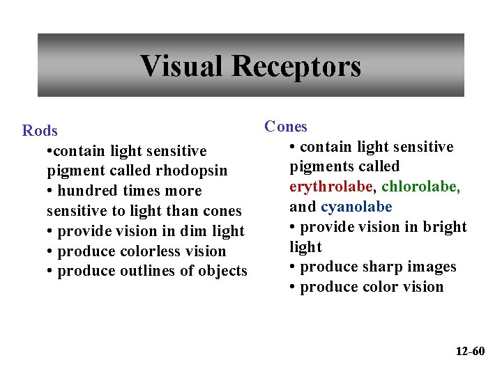 Visual Receptors Cones Rods • contain light sensitive pigments called pigment called rhodopsin erythrolabe,