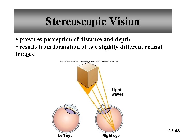 Stereoscopic Vision • provides perception of distance and depth • results from formation of