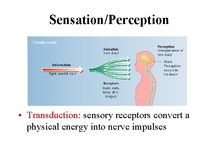 Sensation/Perception • Transduction: sensory receptors convert a physical energy into nerve impulses 