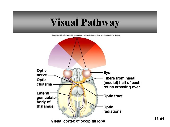 Visual Pathway 12 -64 