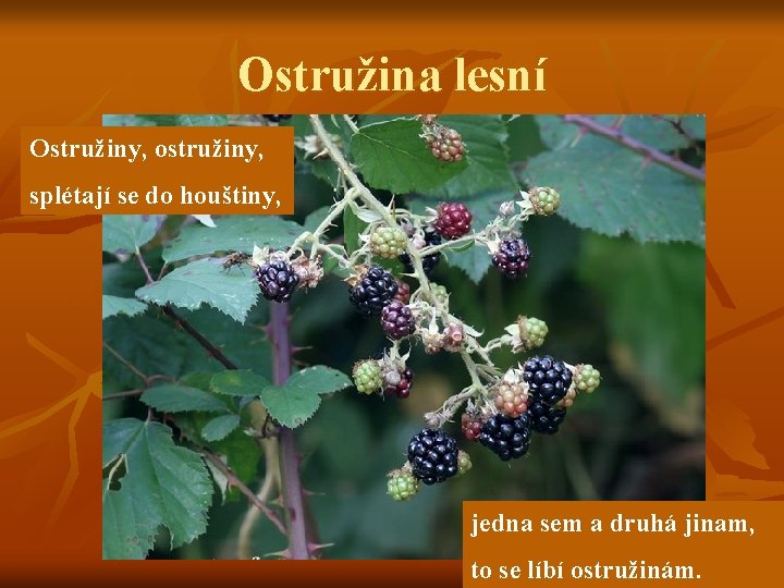 Ostružina lesní Ostružiny, ostružiny, splétají se do houštiny, jedna sem a druhá jinam, to