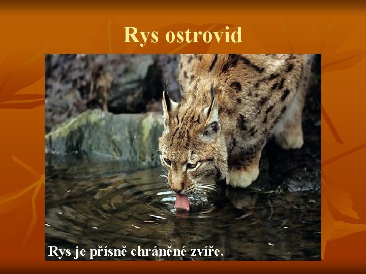 Rys ostrovid Rys je přísně chráněné zvíře. 