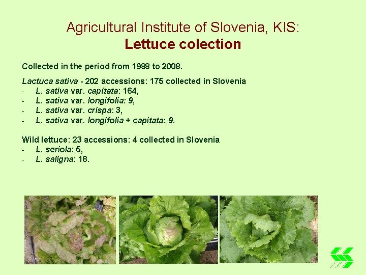Agricultural Institute of Slovenia, KIS: Lettuce colection Collected in the period from 1988 to