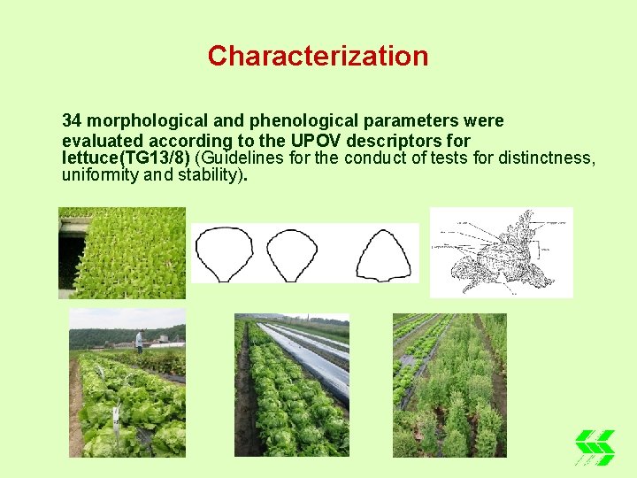 Characterization 34 morphological and phenological parameters were evaluated according to the UPOV descriptors for