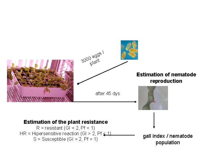 RESISTANCE TEST PROCEDURE ggs e 0 300 plant / Estimation of nematode reproduction after
