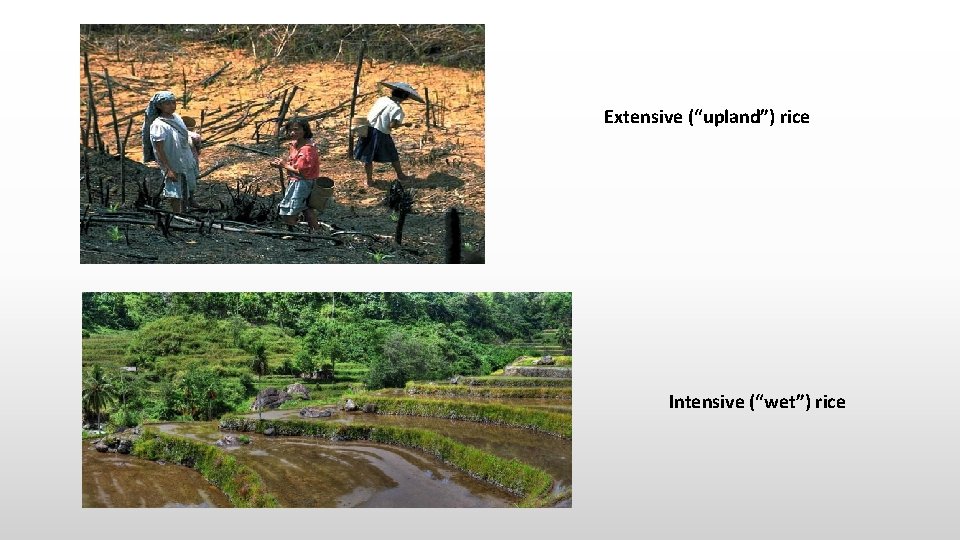 Extensive (“upland”) rice Intensive (“wet”) rice 