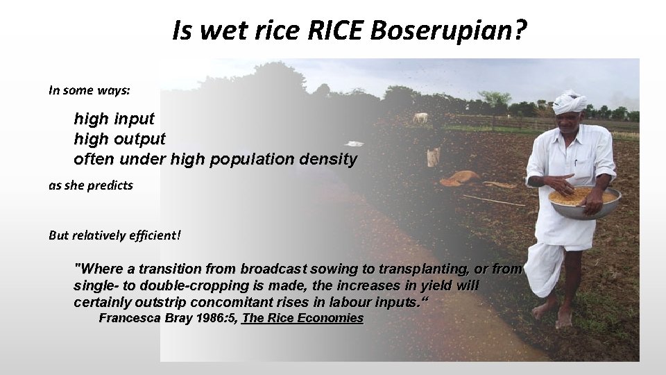 Is wet rice RICE Boserupian? In some ways: high input high output often under