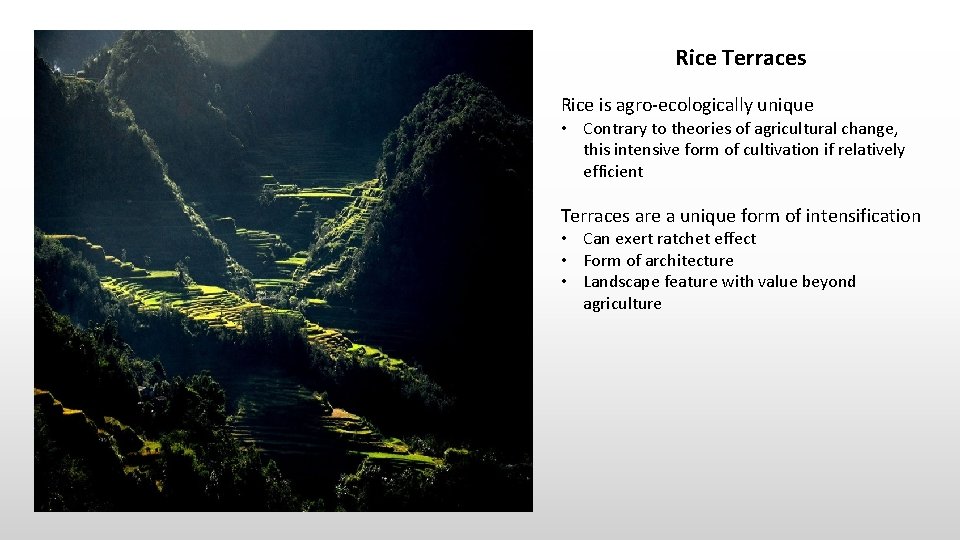 Rice Terraces Rice is agro-ecologically unique • Contrary to theories of agricultural change, this