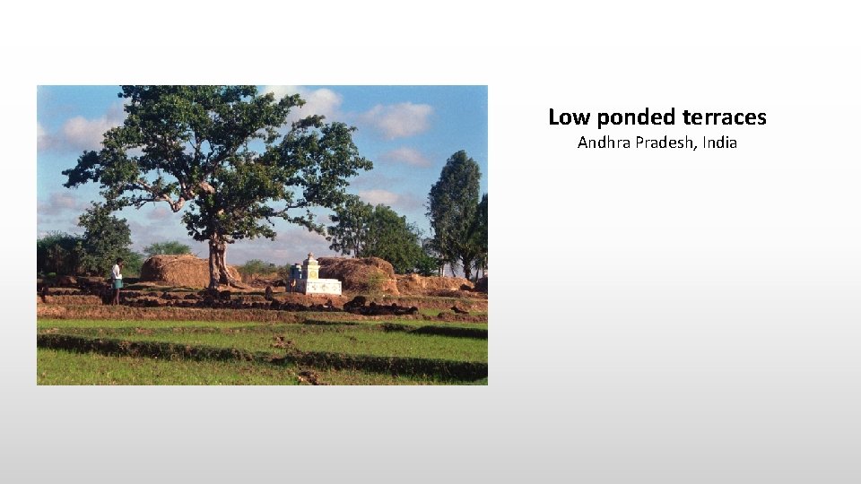 Low ponded terraces Andhra Pradesh, India 