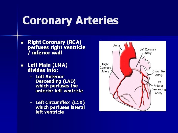 Coronary Arteries n Right Coronary (RCA) perfuses right ventricle / inferior wall n Left