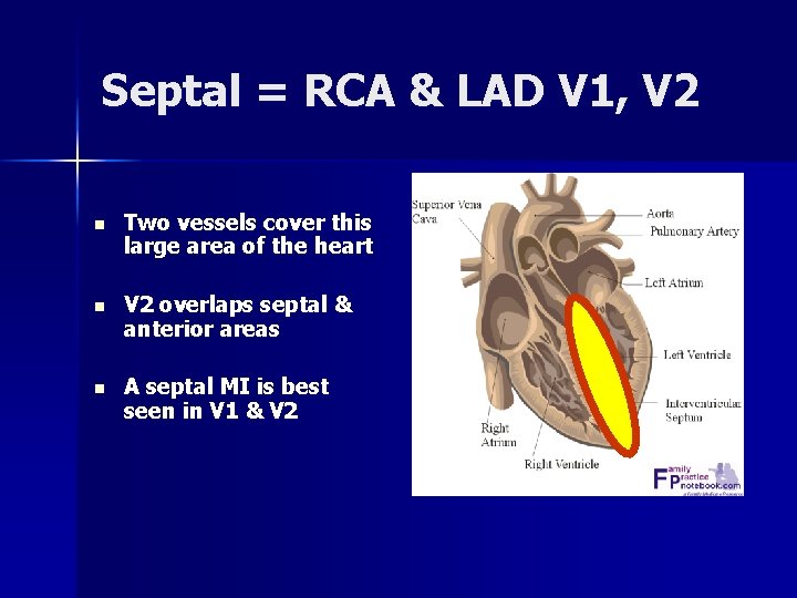 Septal = RCA & LAD V 1, V 2 n Two vessels cover this