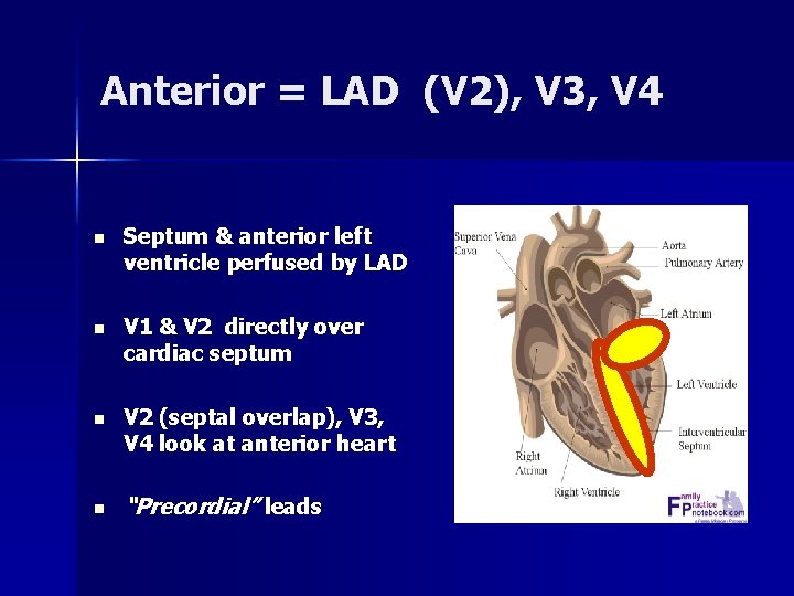Anterior = LAD (V 2), V 3, V 4 n Septum & anterior left