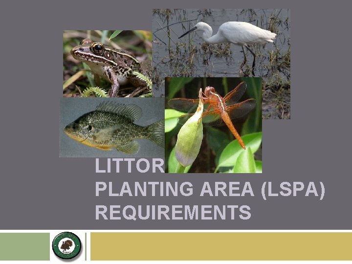 LITTORAL SHELF PLANTING AREA (LSPA) REQUIREMENTS 