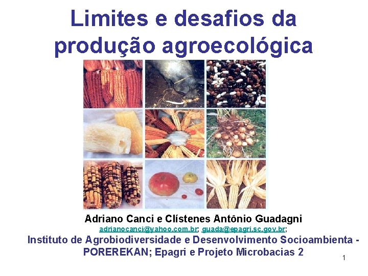 Limites e desafios da produção agroecológica Adriano Canci e Clístenes Antônio Guadagni adrianocanci@yahoo. com.