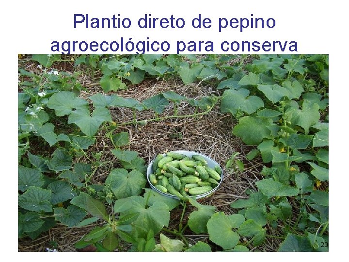 Plantio direto de pepino agroecológico para conserva 20 