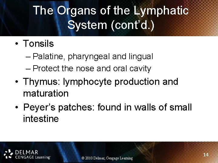 The Organs of the Lymphatic System (cont’d. ) • Tonsils – Palatine, pharyngeal and