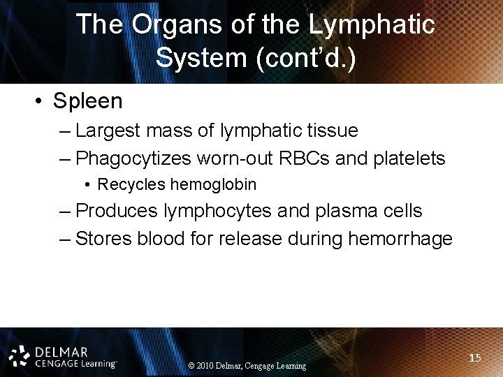 The Organs of the Lymphatic System (cont’d. ) • Spleen – Largest mass of