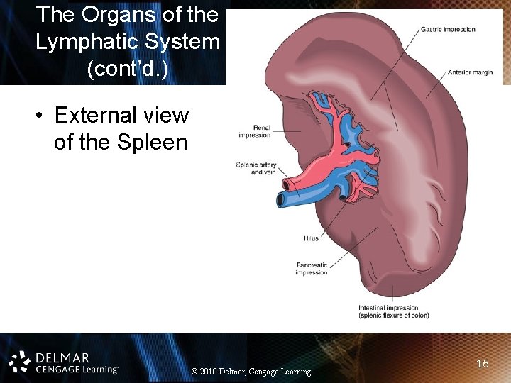 The Organs of the Lymphatic System (cont’d. ) • External view of the Spleen