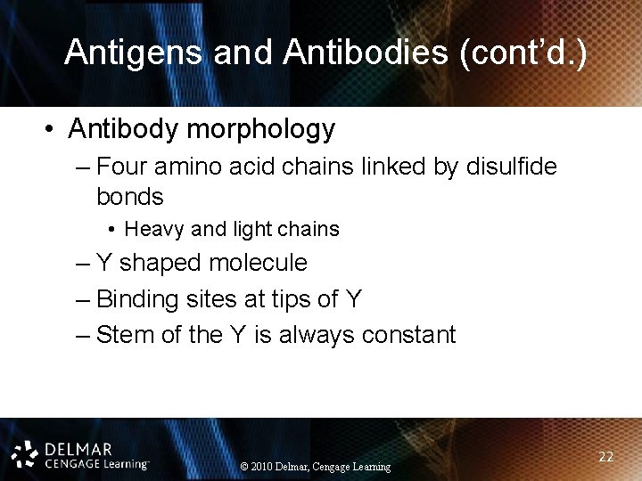 Antigens and Antibodies (cont’d. ) • Antibody morphology – Four amino acid chains linked