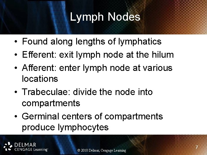 Lymph Nodes • Found along lengths of lymphatics • Efferent: exit lymph node at