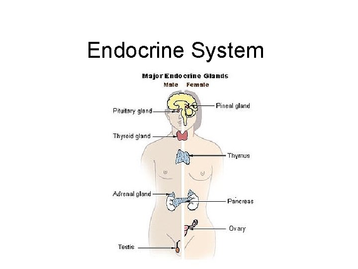 Endocrine System 
