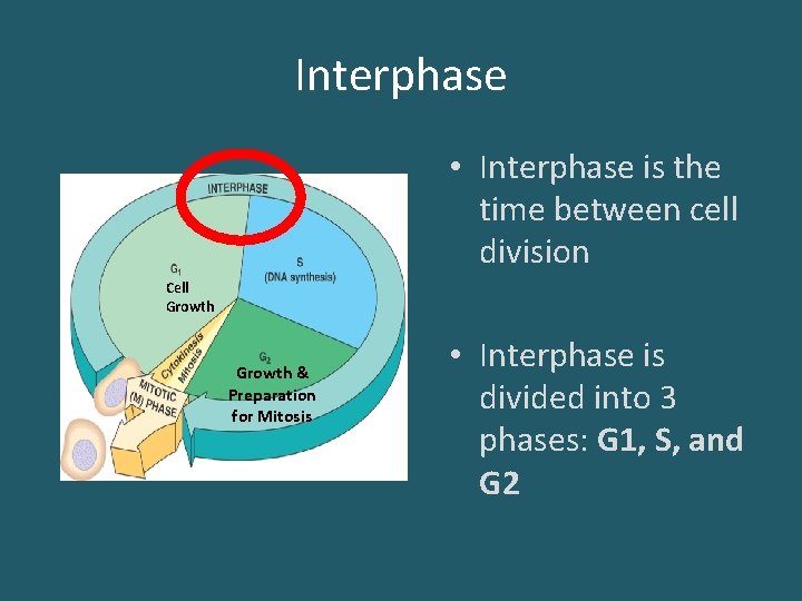 Interphase • Interphase is the time between cell division Cell Growth & Preparation for